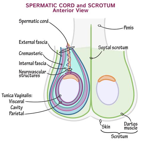 Gross Anatomy Glossary: Cremesteric Reflex | Draw It to Know It