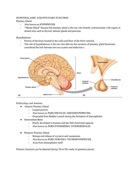 Hypothalamic And Pituitary Function Hypothalamic And Pituitary