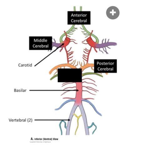 Anatomy T3 Gross Anatomy Synch Qs Applied Anatomy Flashcards Quizlet