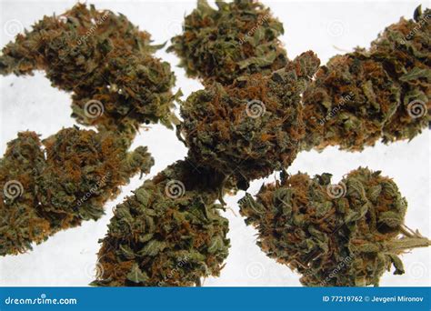 Dried Cannabis Marijuana Buds Stock Photo - Image of ingredients ...