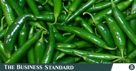 Green Chilli Prices Fall By Tk In Bogura Pabna The Business