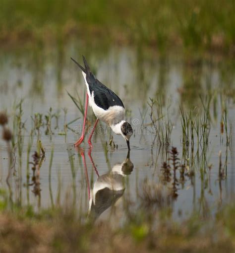 Black Winged Stilt Feeding In A Marsh Stock Image Image Of Winged