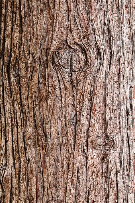 Bark Wooden Texture Wood HD Phone Wallpaper Peakpx