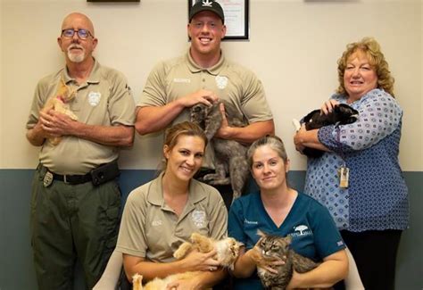 Cats Rescued From Hoarder Ready For Adoption