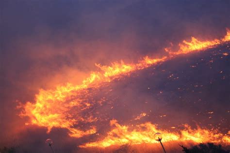 Bari Incendi Coldiretti Puglia Anni Per Ricostruire I Boschi