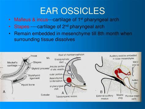 Ppt Development Of Ear Powerpoint Presentation Free Download Id