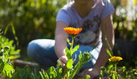 Plants for Kids - Fast Growing Plant Seeds for Your Classroom