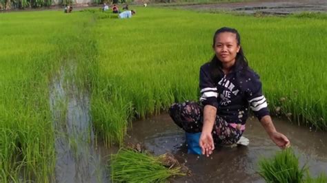 Buhay Probinsya Rice Planting Rice Farming Philippines Youtube