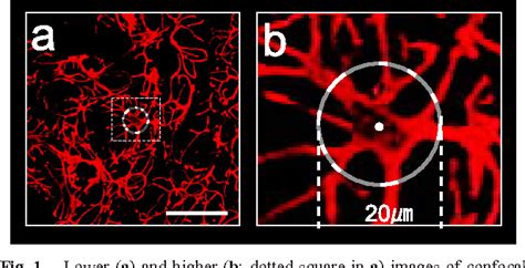 Figure 1 From Morphological Changes Of Myoepithelial Cells In The Rat