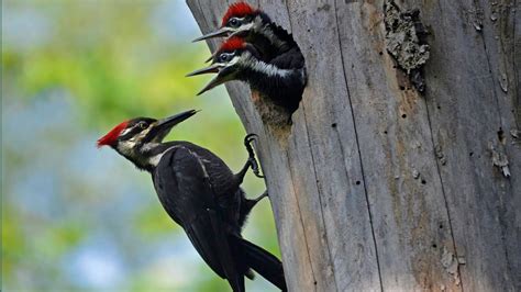 Pileated Woodpecker Chicks At The Nest Pileated Woodpecker Feeding