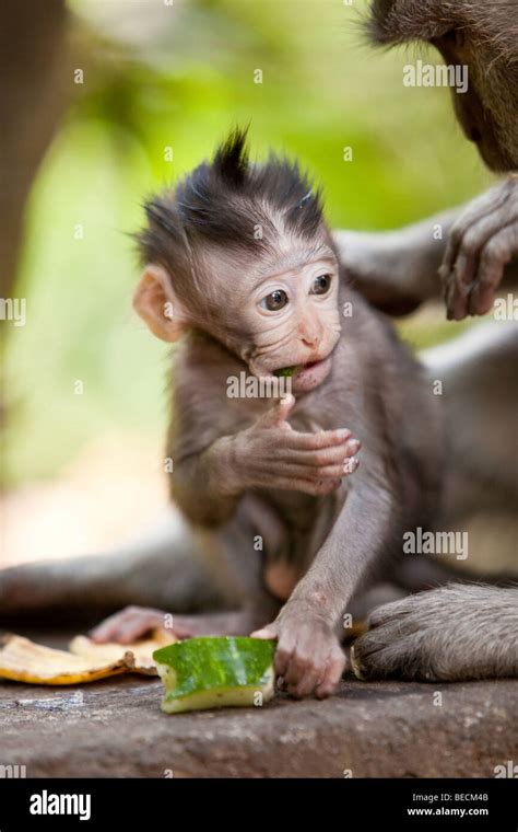 Adorable little baby monkey eating a piece of cucumber in Sacred Monkey ...