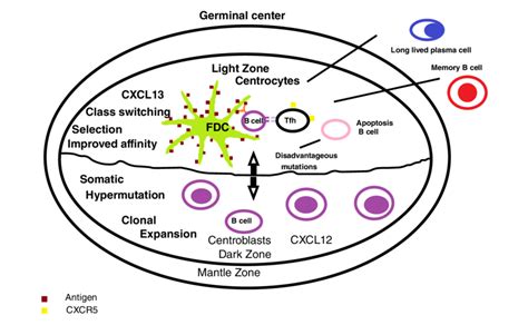 The germinal center. B-cells enter the dark zone of the germinal center ...