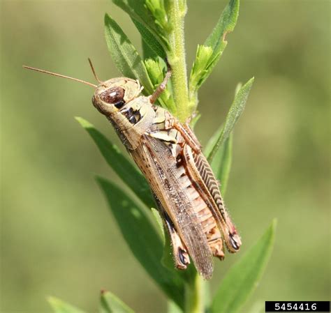 Grasshoppers Order Orthoptera