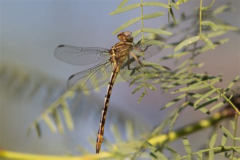 Russet Tipped Clubtail Stylurus Plagiatus