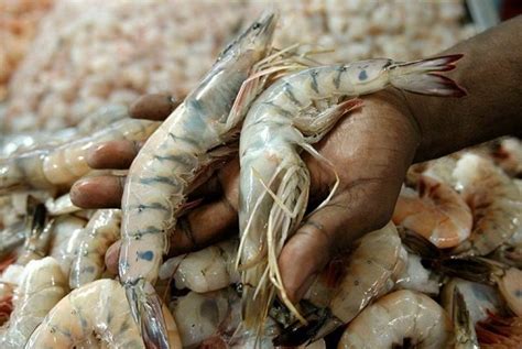 Inicia Temporada De Veda Para La Pesca Del Camar N En El Golfo De