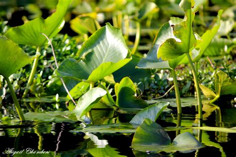 Lily Pads Plant Leaves Plants Lily Pads