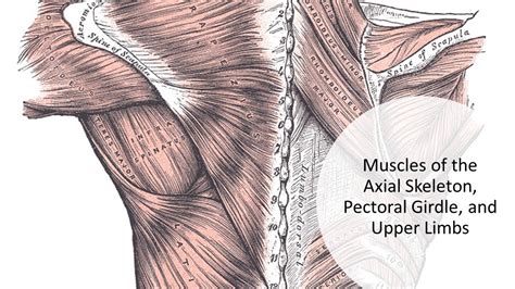 Lecture 24 Muscle Of The Axial Skeleton And Upper Limb Youtube