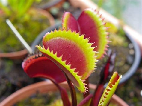 Selecci N De Cultivares De Dionaea Muscipula O Venus Atrapamoscas