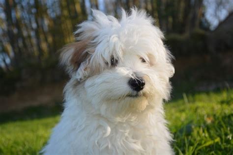 Coton De Tulear: Dog Breed Info, Pictures & Facts | Hepper