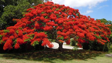 Royal Poinciana Free Image Download