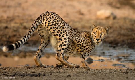 KGALAGADI - Africa Geographic