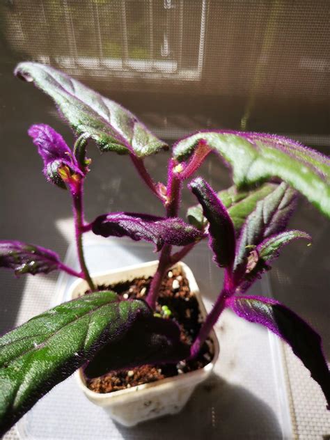 Gynura Aurantiaca Purple Passion Or Velvet Plant Furniture And Home