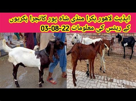 Update Lahore Bakra Mandi Shahpur Kanjra Beetal Goat Chiragh Goat