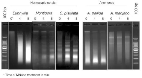 Micrococcal Nuclease Mnase Digestion Profiles For Three Hermatypic