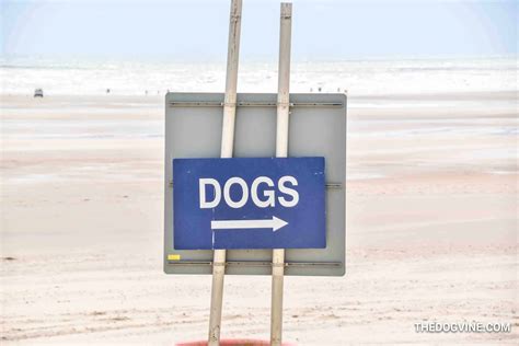 A Dogs Day Out At Camber Sands