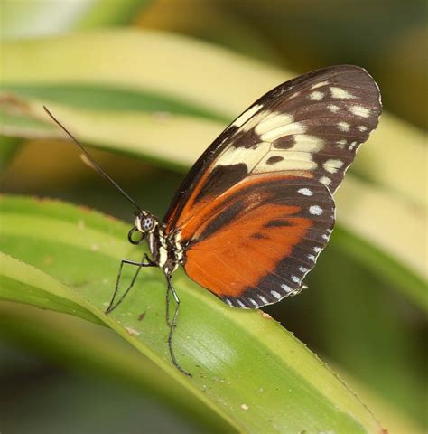 Pin By Alia Maisarah On Binatang Beautiful Butterflies Beautiful