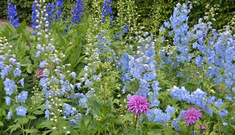 Delphinium Flowers: Planting, Growing, and Caring for Delphiniums