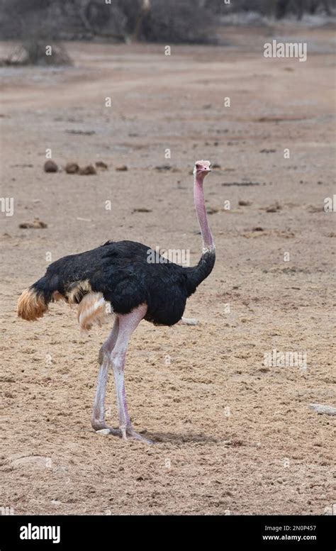 Adult Male Common Ostrich Struthio Camelus The Bright Pink Legs And