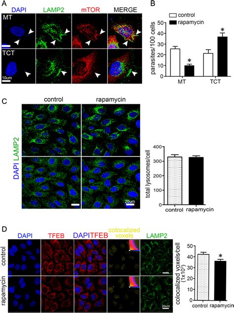 Inhibition Of MTORC1 By Rapamycin Decreases T Cruzi MT Invasion And