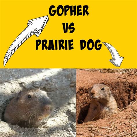 Gophers Vs Prairie Dogs The Differences Are Many Squirrels At The