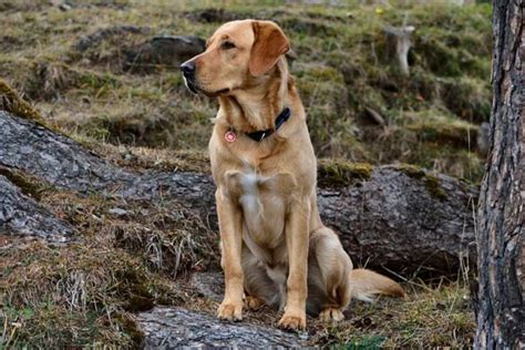 13 Best Dog Breeds For Hiking