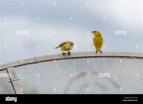 Saffron Finch Sicalis Flaveola Linnaeus Stock Photo Alamy