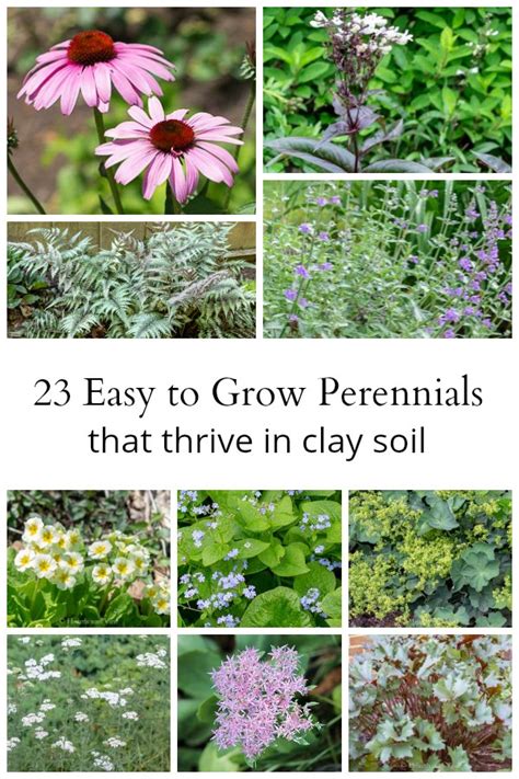 Easy To Grow Perennials For Clay Soil Planting In Clay Clay Soil