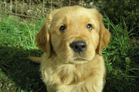 Causas y soluciones para la micción nocturna de mi perro en casa