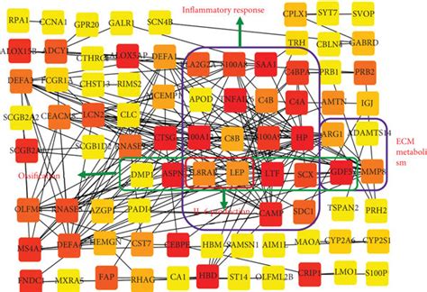 Protein Protein Interaction Ppi Network Analysis Of Degs A Ppi