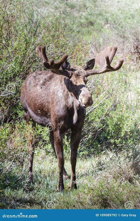 Shiras Moose Of The Colorado Rocky Mountains Stock Photo Image Of