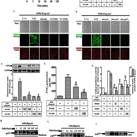 Pms Induce Nadph Oxidase Activation Generation Of Reactive Oxygen