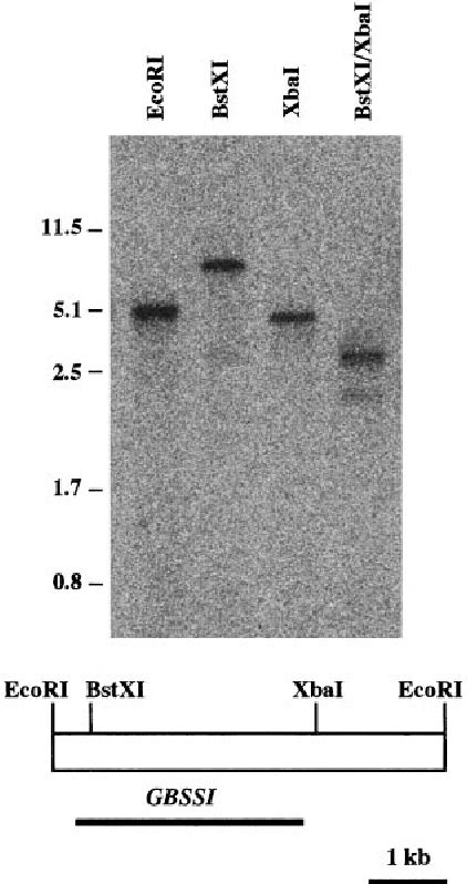 Figure 1 From Expression Of The Granule Bound Starch Synthase I Waxy