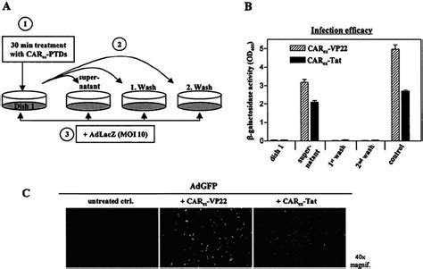 Car Ex Ptd Fusion Proteins Form Stable Complexes With Adenoviral