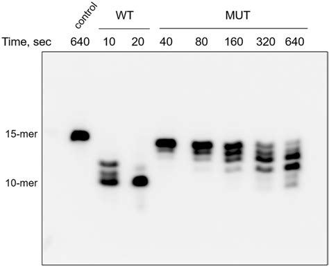 hPolεCDM exhibits dramatically reduced exonuclease activity on ...