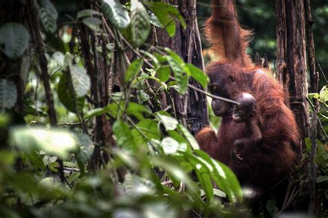 KyleMerriman.com | Borneo Wildlife