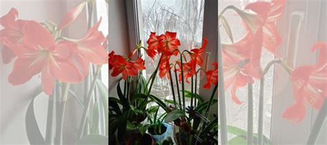 Гиппеаструм купить в Нижнем Новгороде | Товары для дома и дачи | Авито