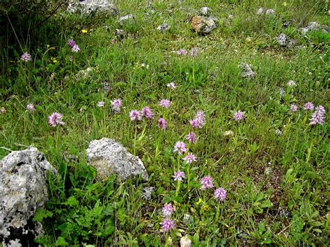 Orchis Italica Italienische Ragwurz Naked Man Orchid Flickr