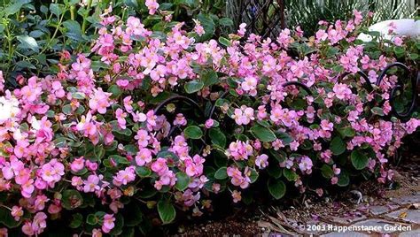 Plantfiles Pictures Begonia Fibrous Rooted Begonia Wax Begonia