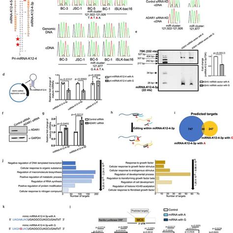 Global Analysis Of Host A To I Editing During The Kshv Lifecycle A