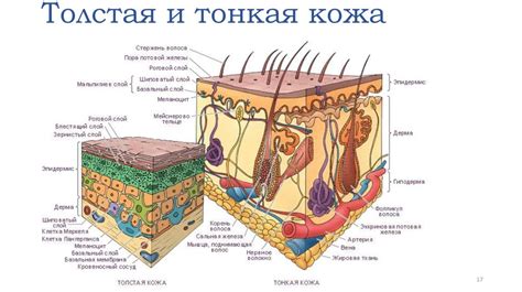 Строение кожи. Анатомия и физиология кожи. Морфологические элементы ...